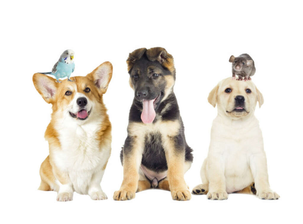 Malaysians! Did you know it’s legal to have pets in condominiums? IQI