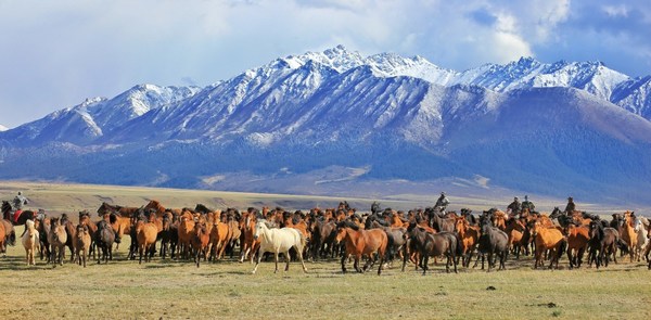 A herd of horses from a local farm gallop at the foot of the Qilian Mountains in Gansu province in May, 2020. [Photo by WANG CHAO FOR CHINA DAILY]