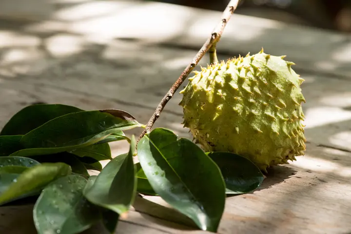 daun durian belanda