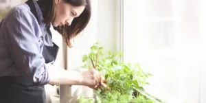 Woman growing herbs at home