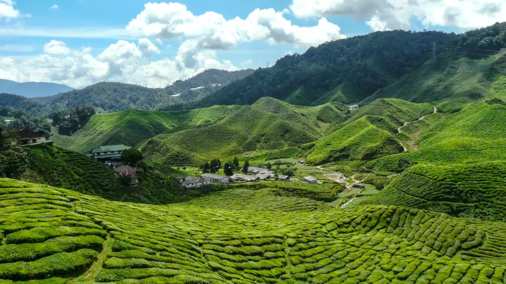 ladang teh di cameron highland pahang